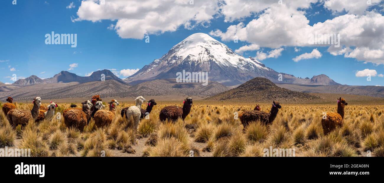 Groupe de Lama debout sur les plans d'herbe en face de la montagne Nevado Sajama. Banque D'Images