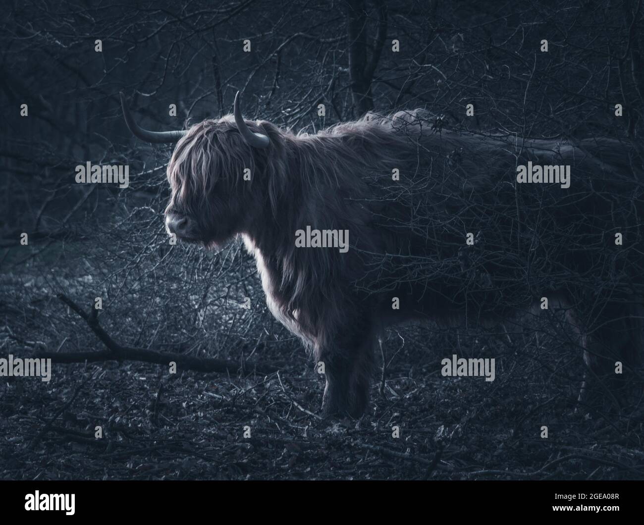 Photographie sombre et sinistre d'une vache mature de montagne aux pays-Bas , Groningen , Stadspark. Banque D'Images