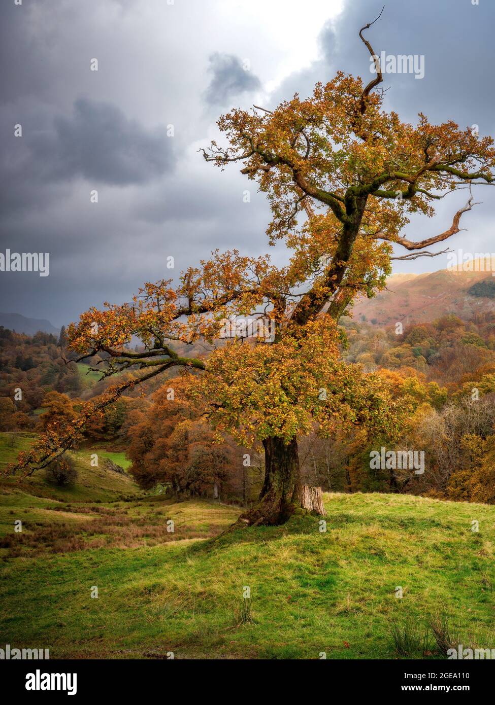 L'automne doré laisse sur un vieux chêne. Banque D'Images