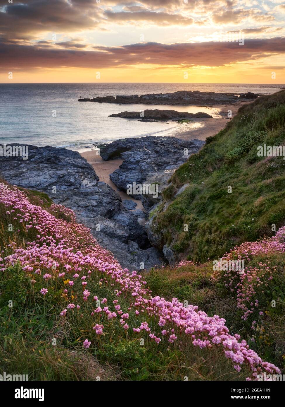 Falaises couvertes de rose marin donnant sur la mer au coucher du soleil. Banque D'Images