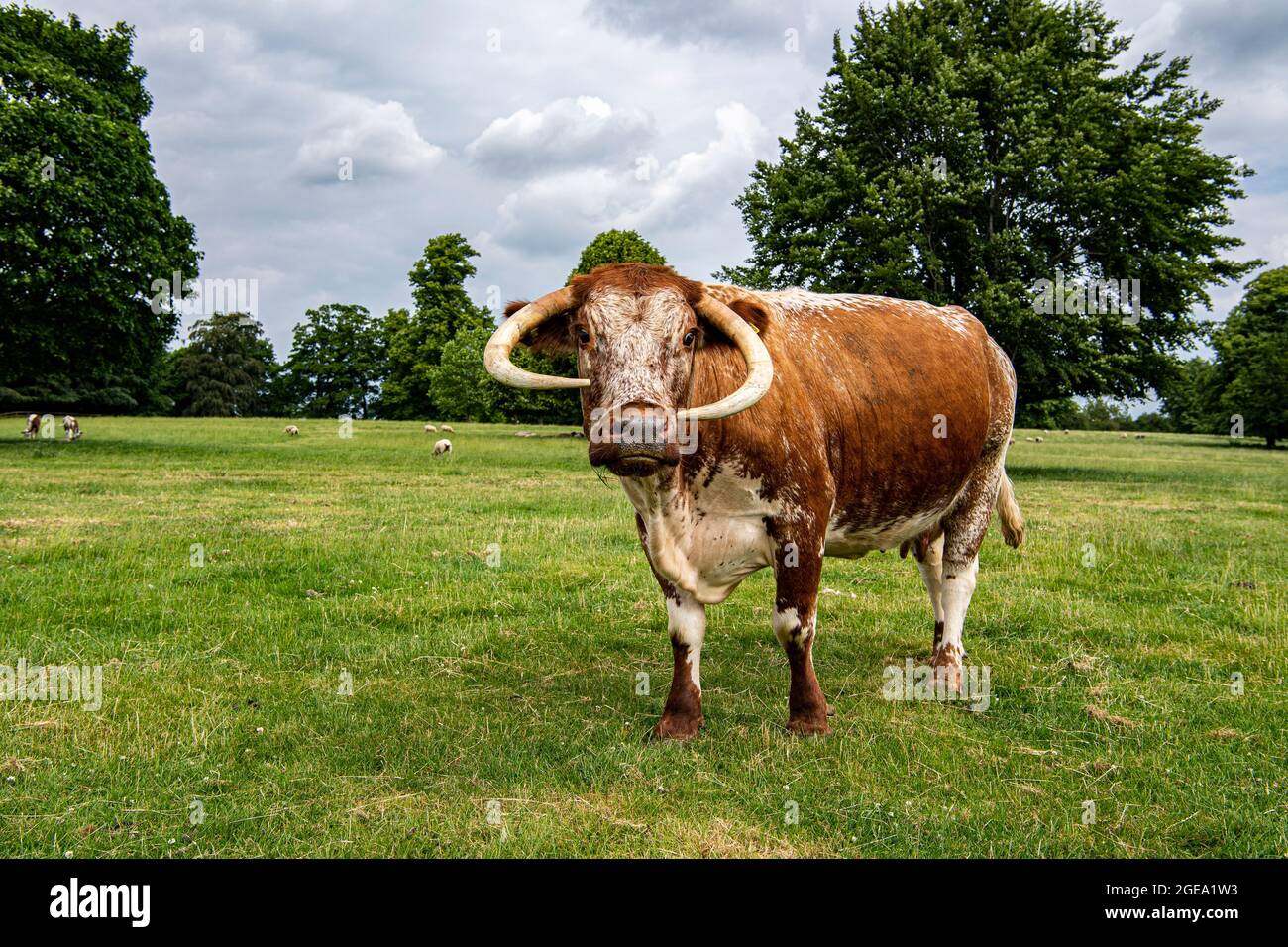 Un Longhorn anglais sur une ferme en Angleterre rurale. Banque D'Images