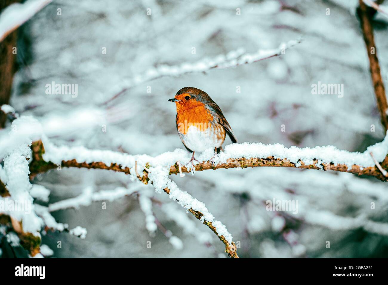 Un Robin européen assis sur une branche enneigée. Banque D'Images