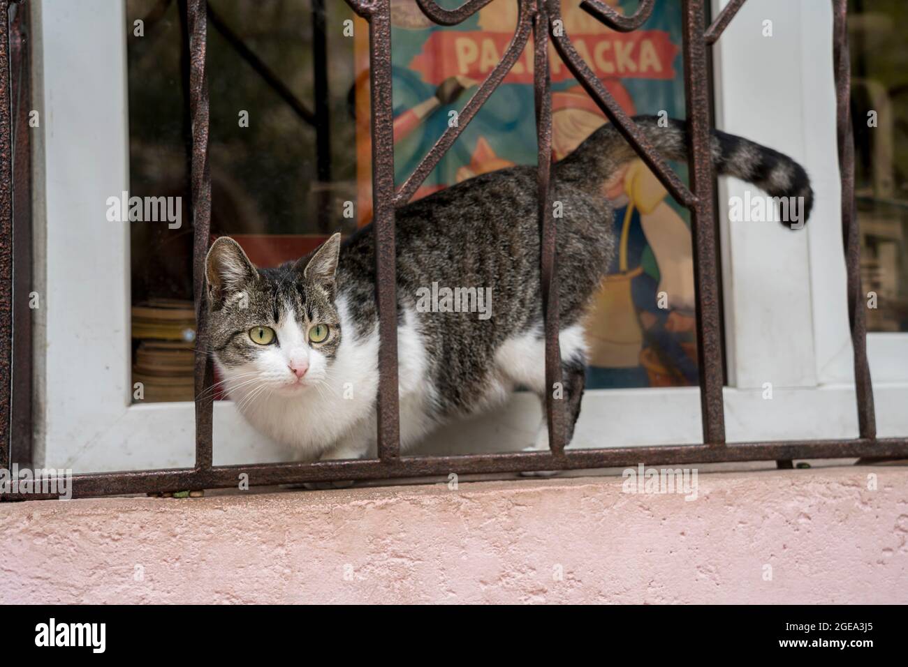 Un chat sort d'une fenêtre de magasin dans la région contestée de l'Abkhazie. Banque D'Images