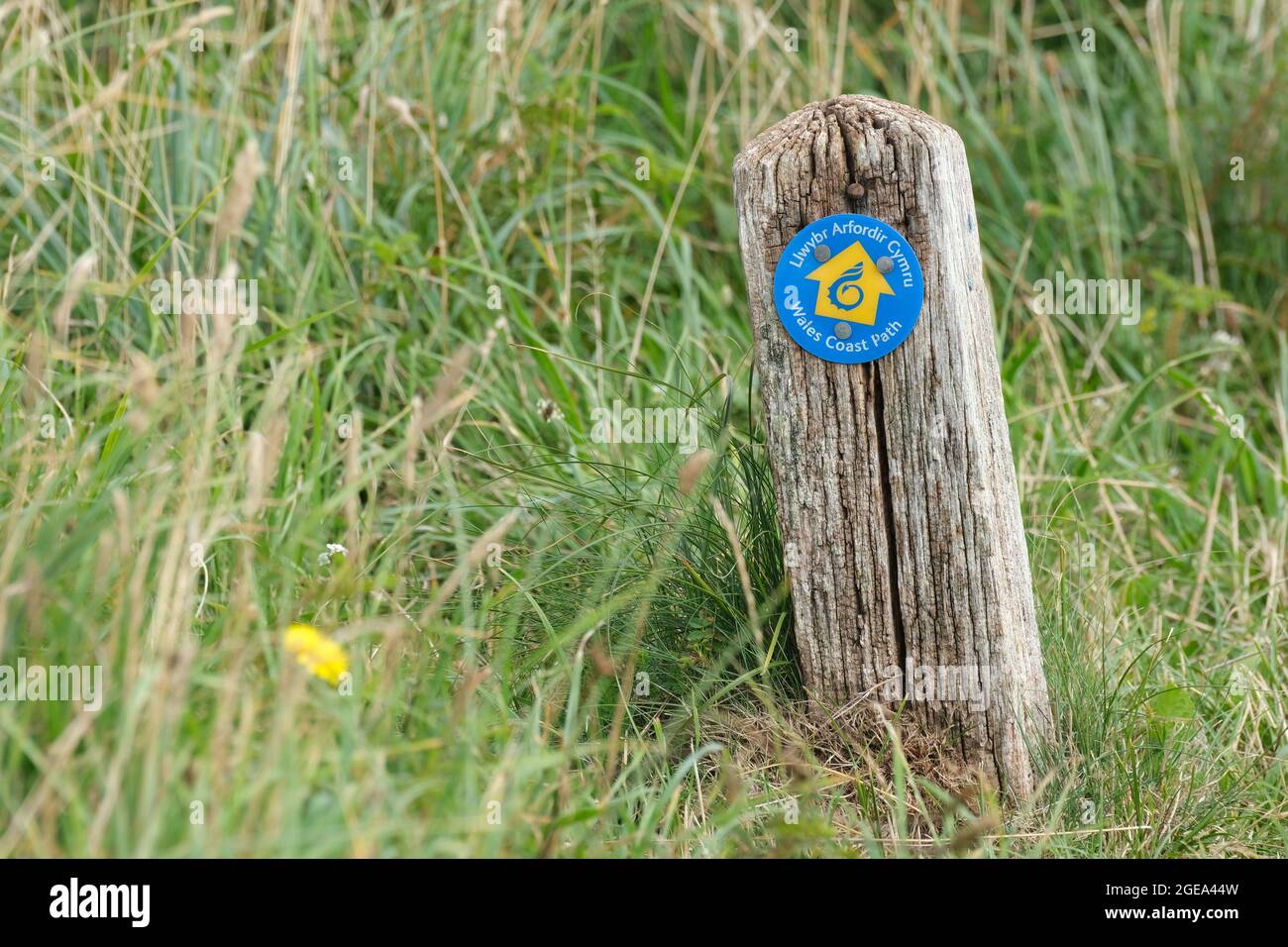 Wales Coast Path Way Marker, péninsule de Gower, pays de Galles. Crédit : Gareth Llewelyn/Alay Banque D'Images