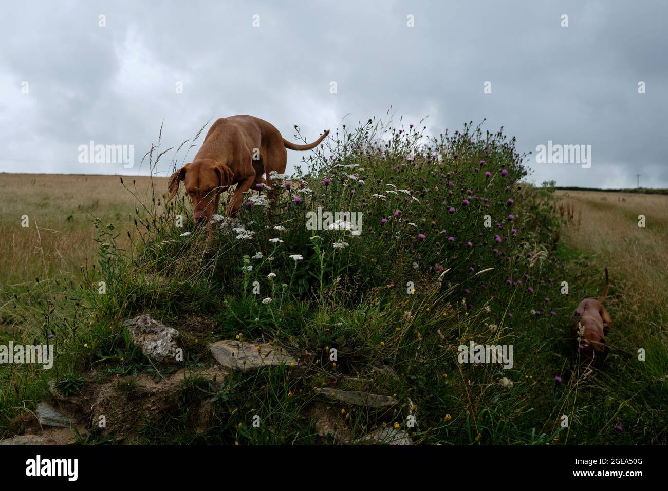 Vizslas hongrois sur le chemin de la côte de Cornouailles Banque D'Images