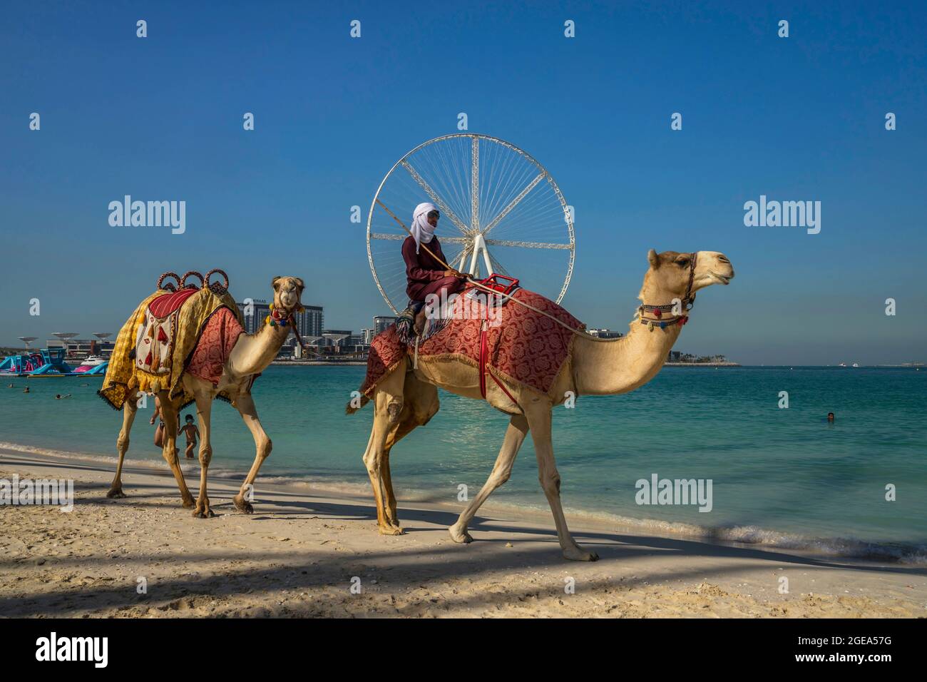 Un bédouin passe sur son chameau en face d'Ain Dubai, la plus grande roue ferris du monde sur la plage de Jumeirah à Dubaï. Banque D'Images