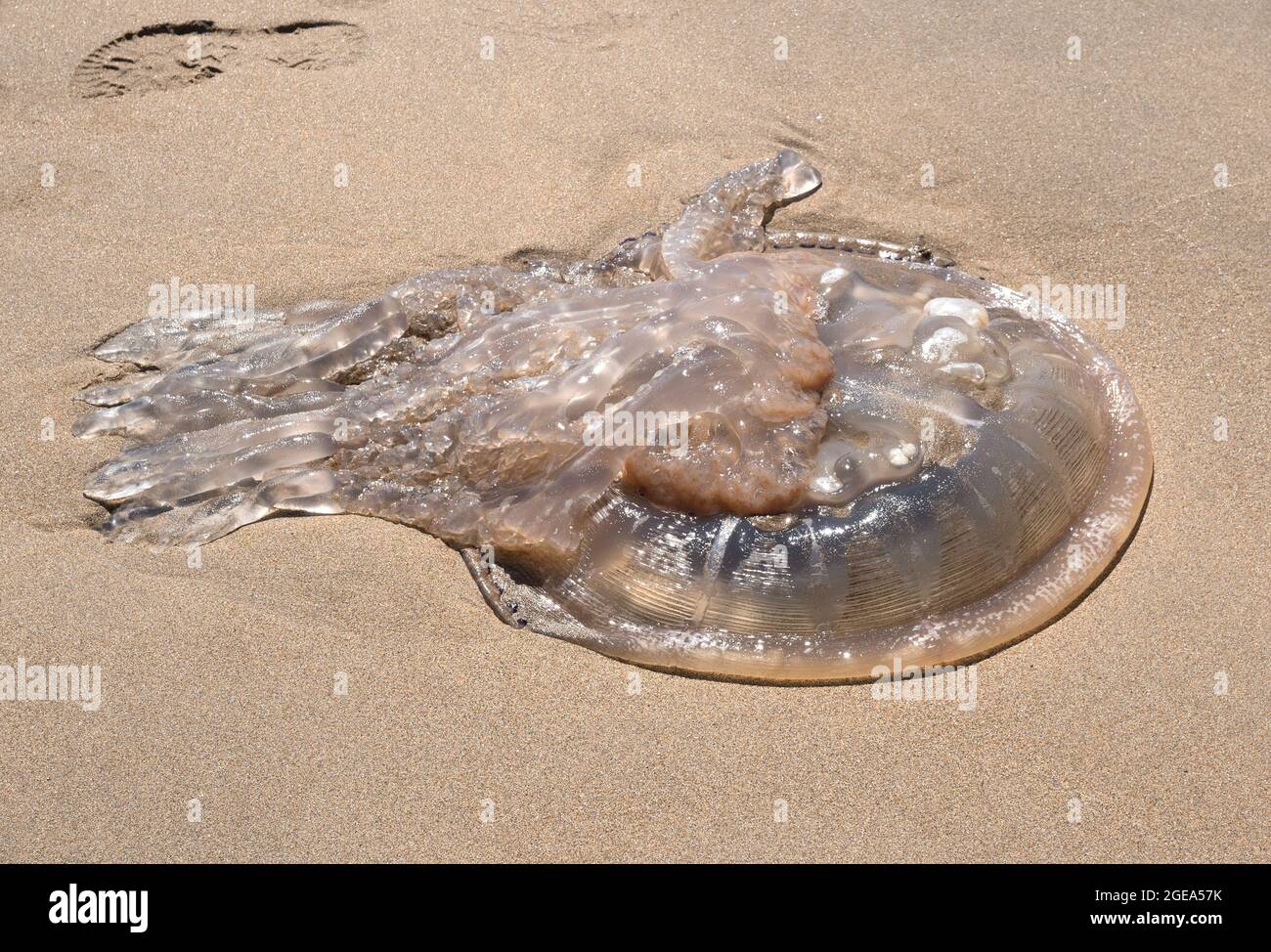 Grands méduses morts sur la plage de Barafundle Bay, Pembrokeshire, pays de Galles Banque D'Images