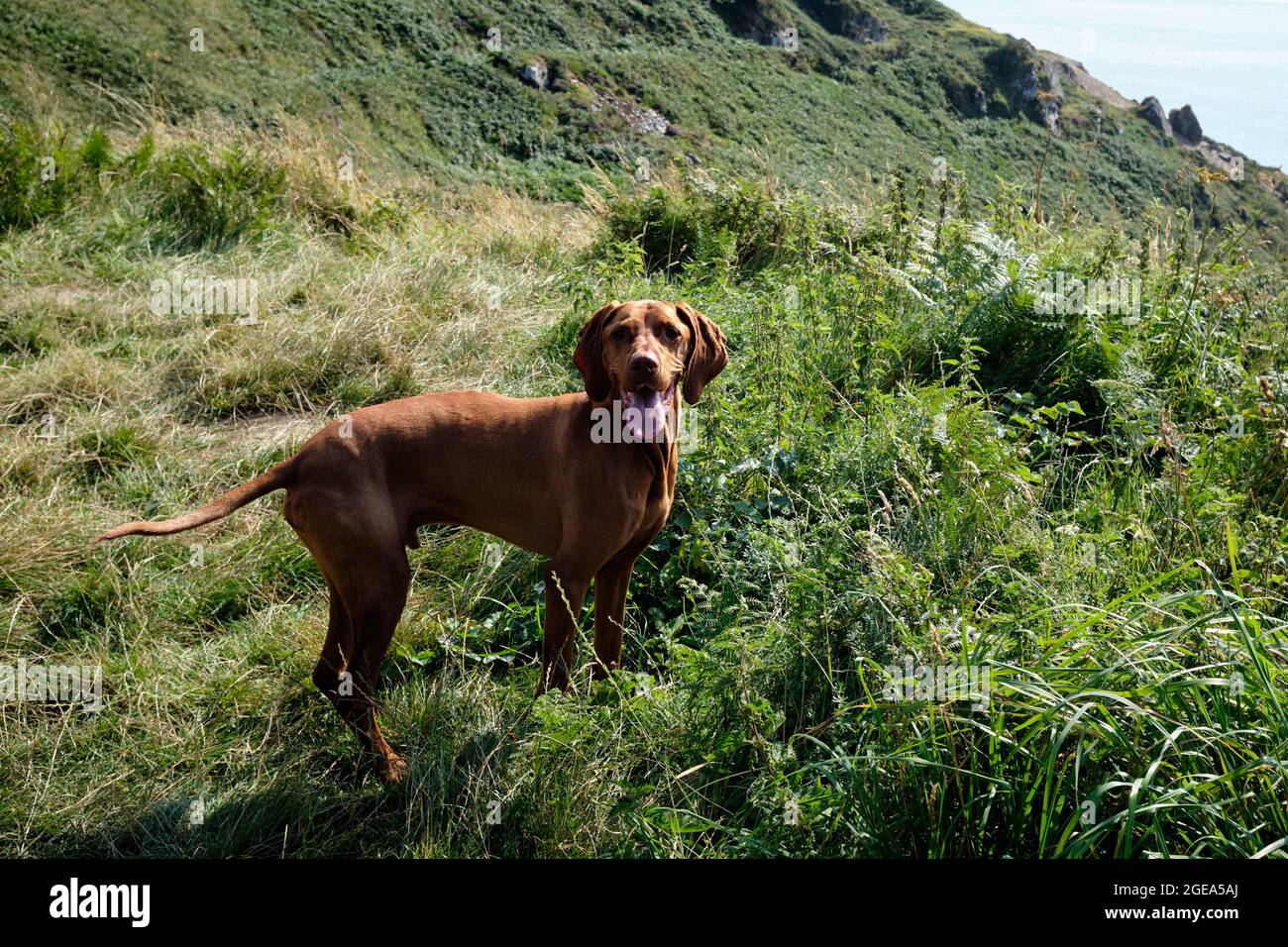 Vizslas hongrois sur le chemin de la côte de Cornouailles Banque D'Images