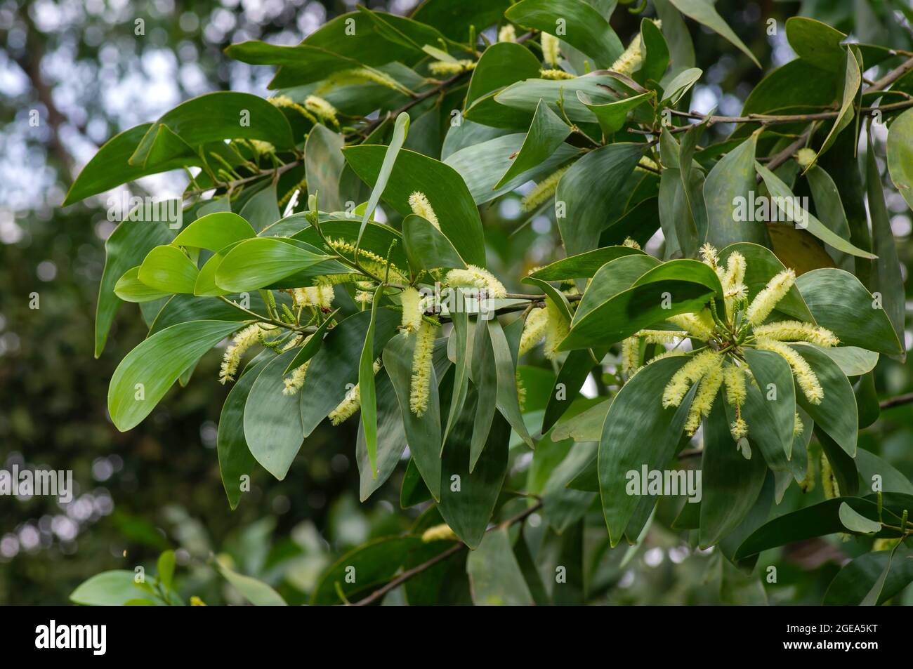 Fleurs en acacia crassicarpa et feuilles vertes, sélection Banque D'Images