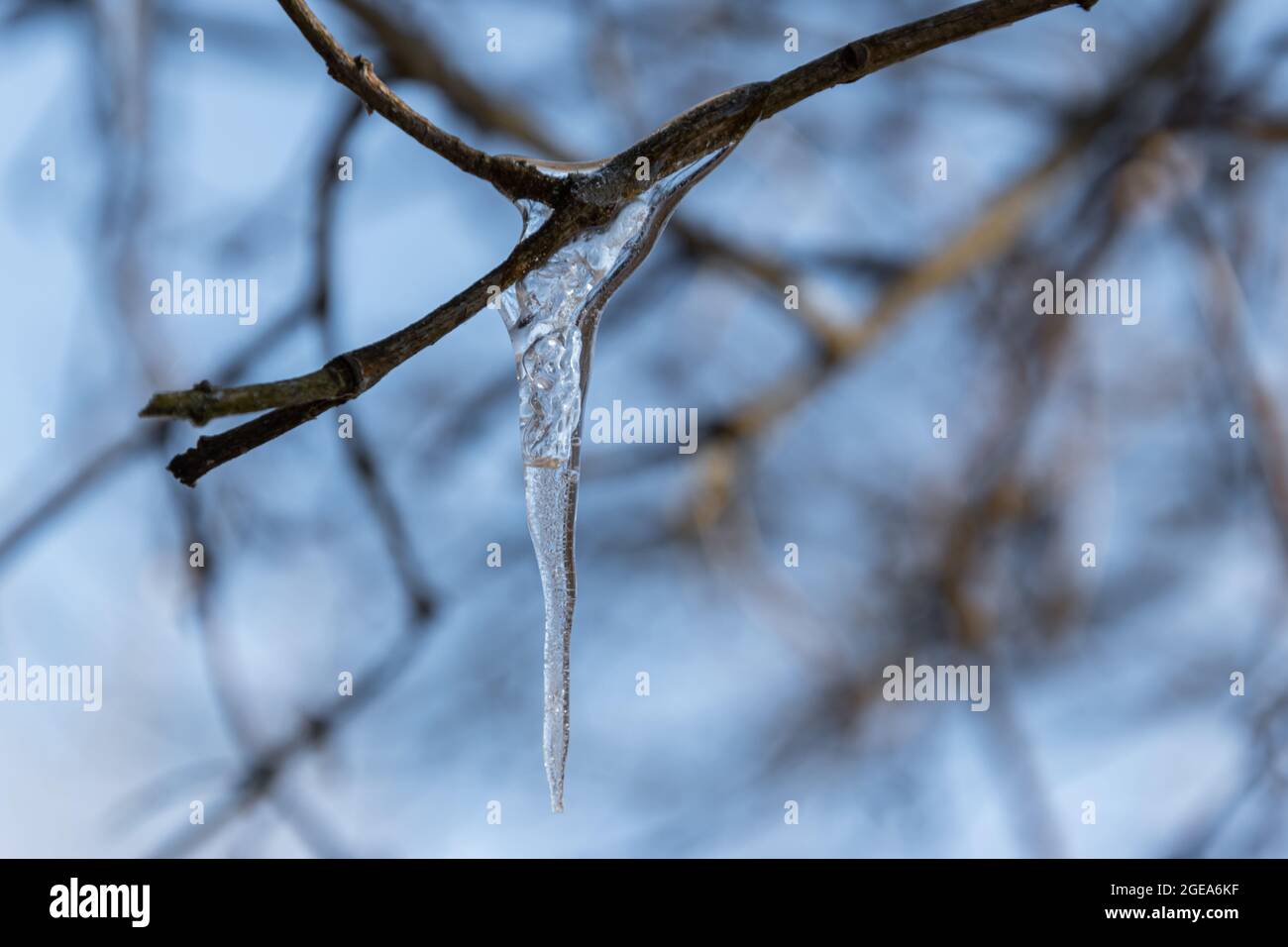 La glace gelée est suspendue à une branche d'arbre en hiver dans le froid Banque D'Images