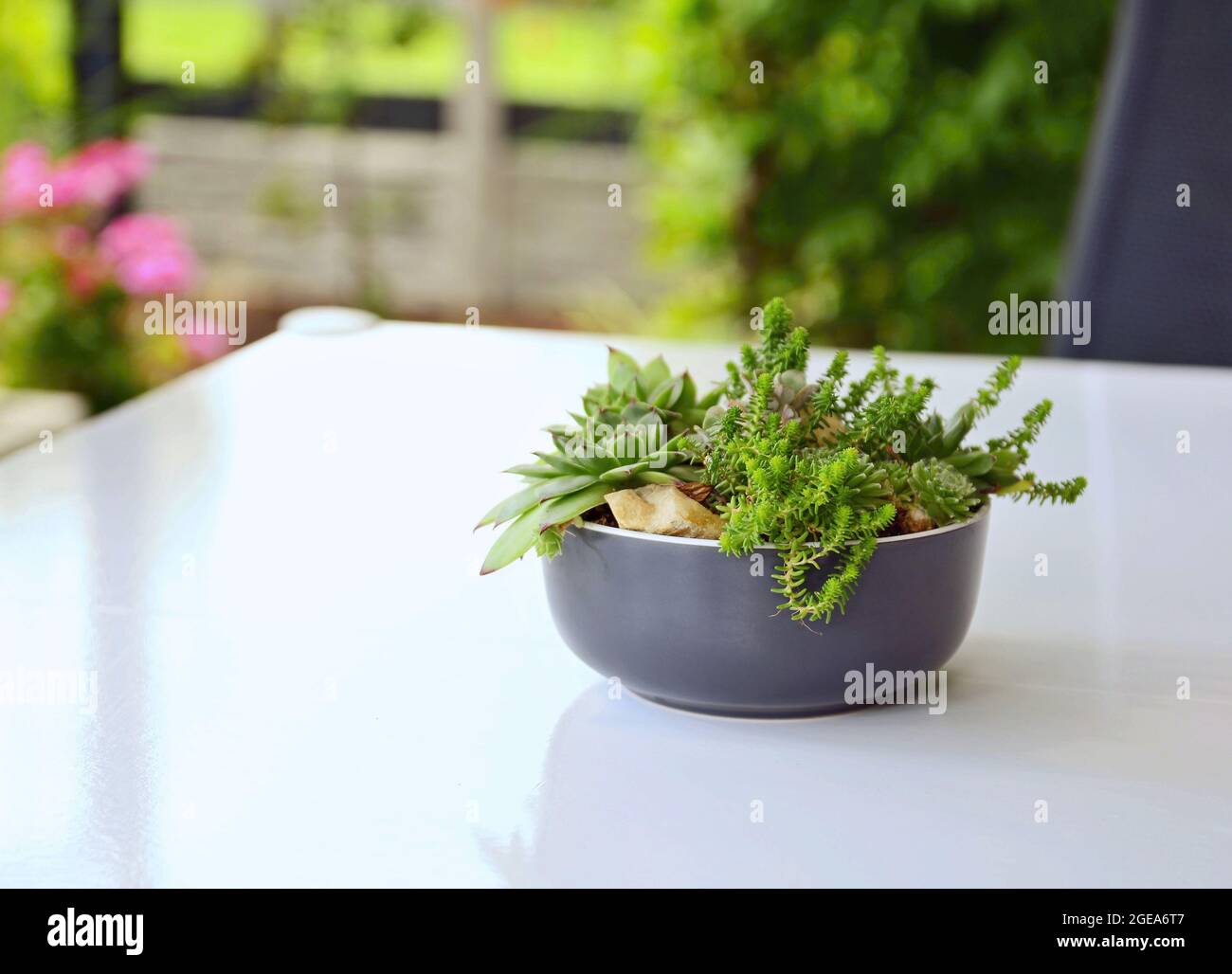 Variation des plantes succulentes dans la céramique décorative pot sur la table. Banque D'Images