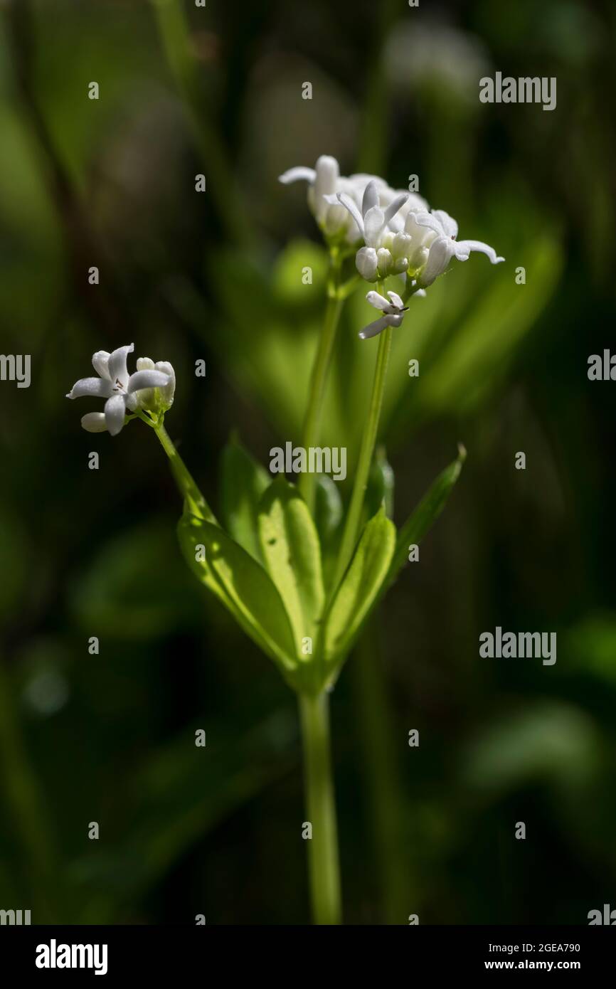 Le Galium odoratum Sweet woodruff Banque D'Images