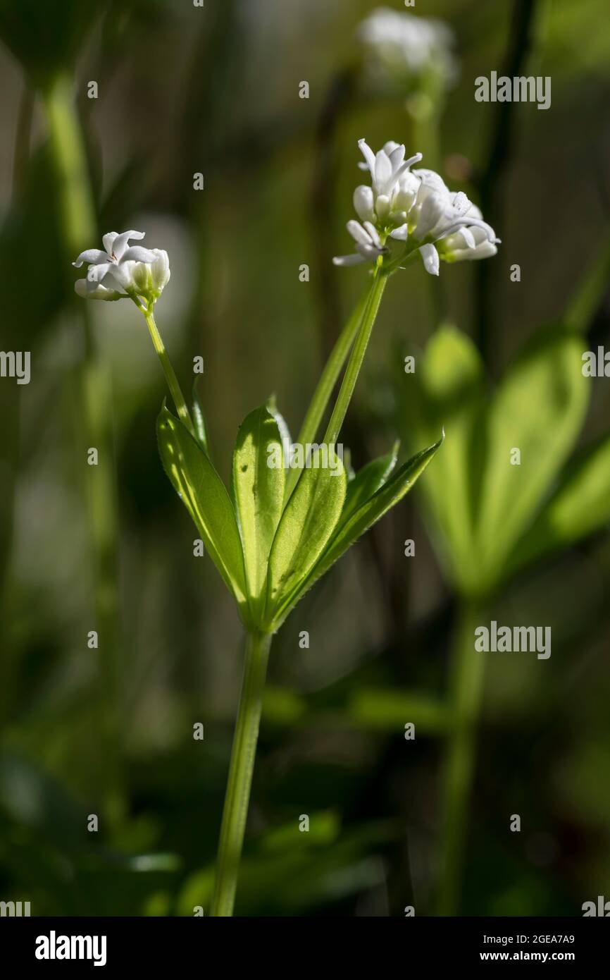 Le Galium odoratum Sweet woodruff Banque D'Images