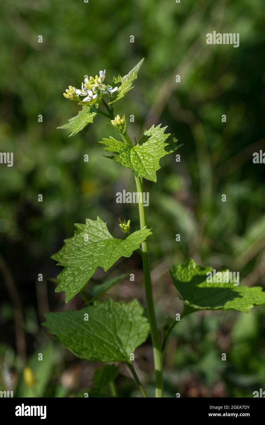 L'alliaire Alliaria petiolata Banque D'Images