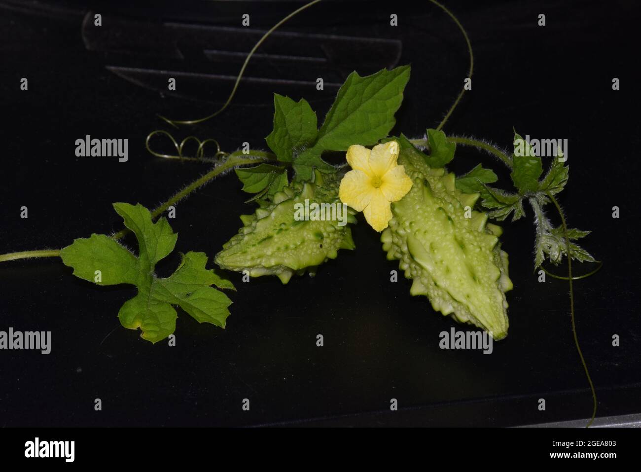 fleurs, fruits et feuilles de gourde amers sur fond noir Banque D'Images