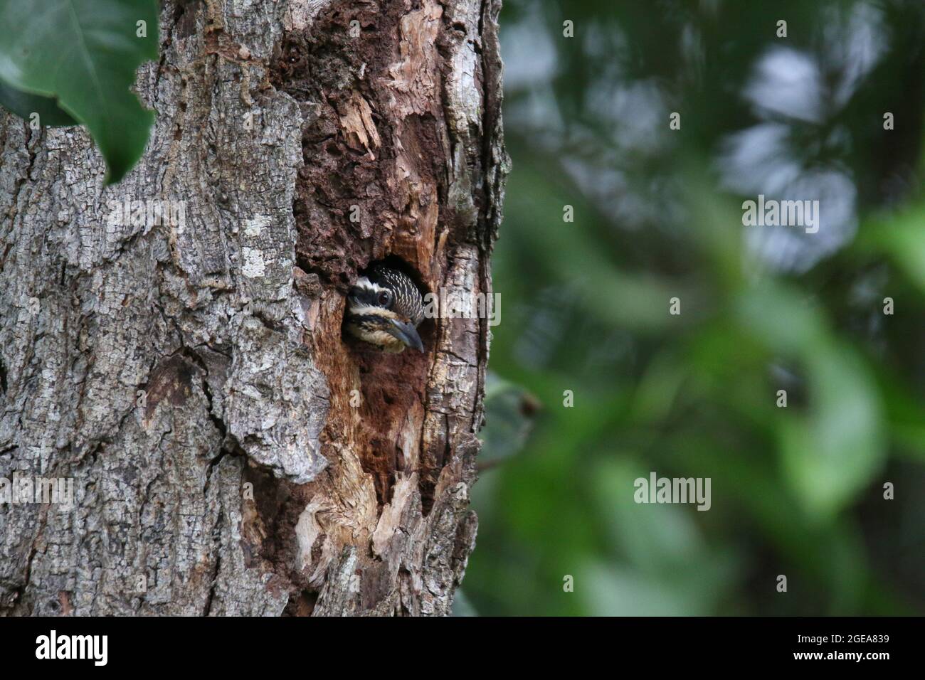 Flamebback commun, Dinopium javanense Banque D'Images