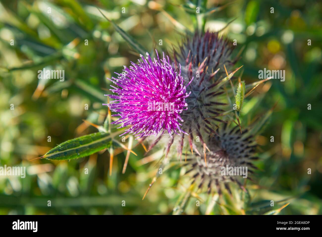 Fleur de chardon. Voir de très près. Banque D'Images