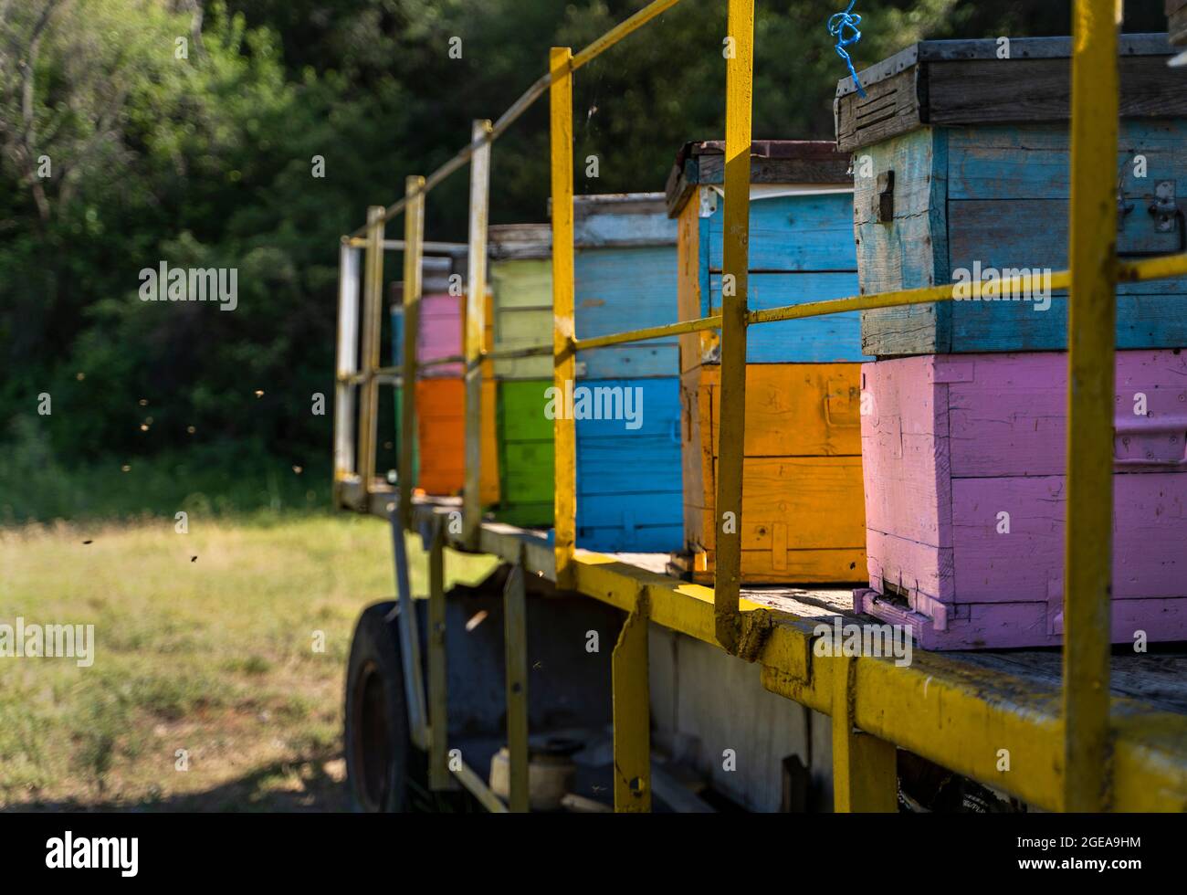 ruches colorées et abeilles volantes Banque D'Images