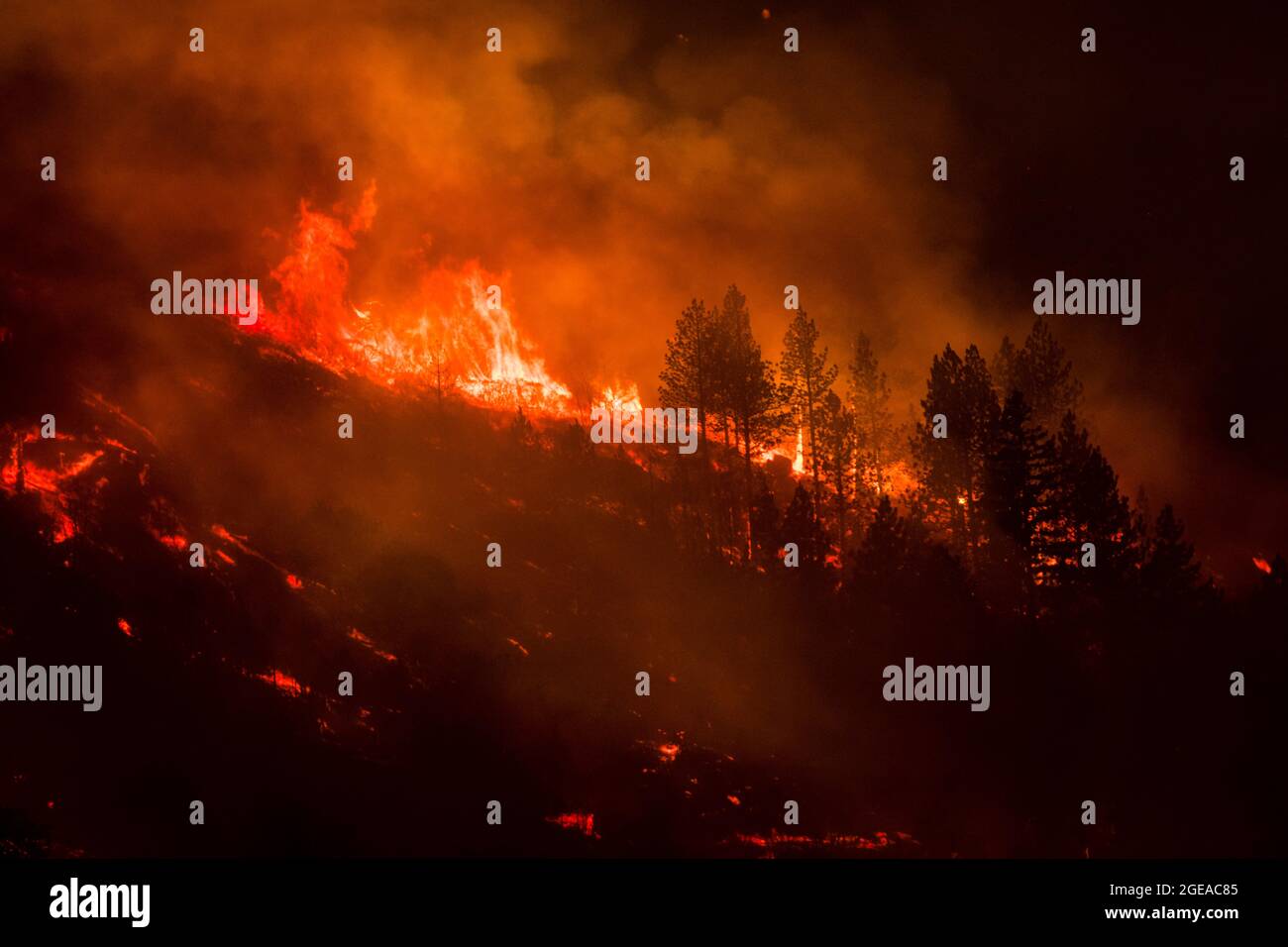 États-Unis. 17 août 2021. Les arbres brûlent la nuit dans le feu de Dixie.UN feu de tache du feu de Dixie se propage à l'autoroute 395. CAL Fire rapporte que le Dixie Fire s'est maintenant étendu sur 600,000 acres. Il reste contenu à 31 pour cent. La cause de l'incendie est encore en cours d'investigation. Crédit : SOPA Images Limited/Alamy Live News Banque D'Images