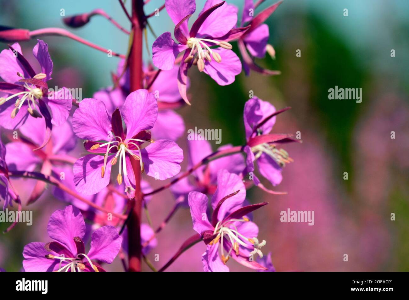 Rose Rosebay Willowherb 'Fireweed' (Chamaenerion angustifolium) fleurs en croissance sauvage par Cogra Moss, Lake District National Park, Cumbria, Angleterre, Royaume-Uni. Banque D'Images