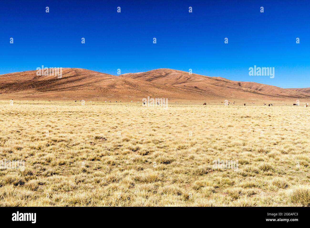 Troupeau de lamas (alpacas) dans la région d'Aguanapampa, à l'Altiplano bolivien Banque D'Images