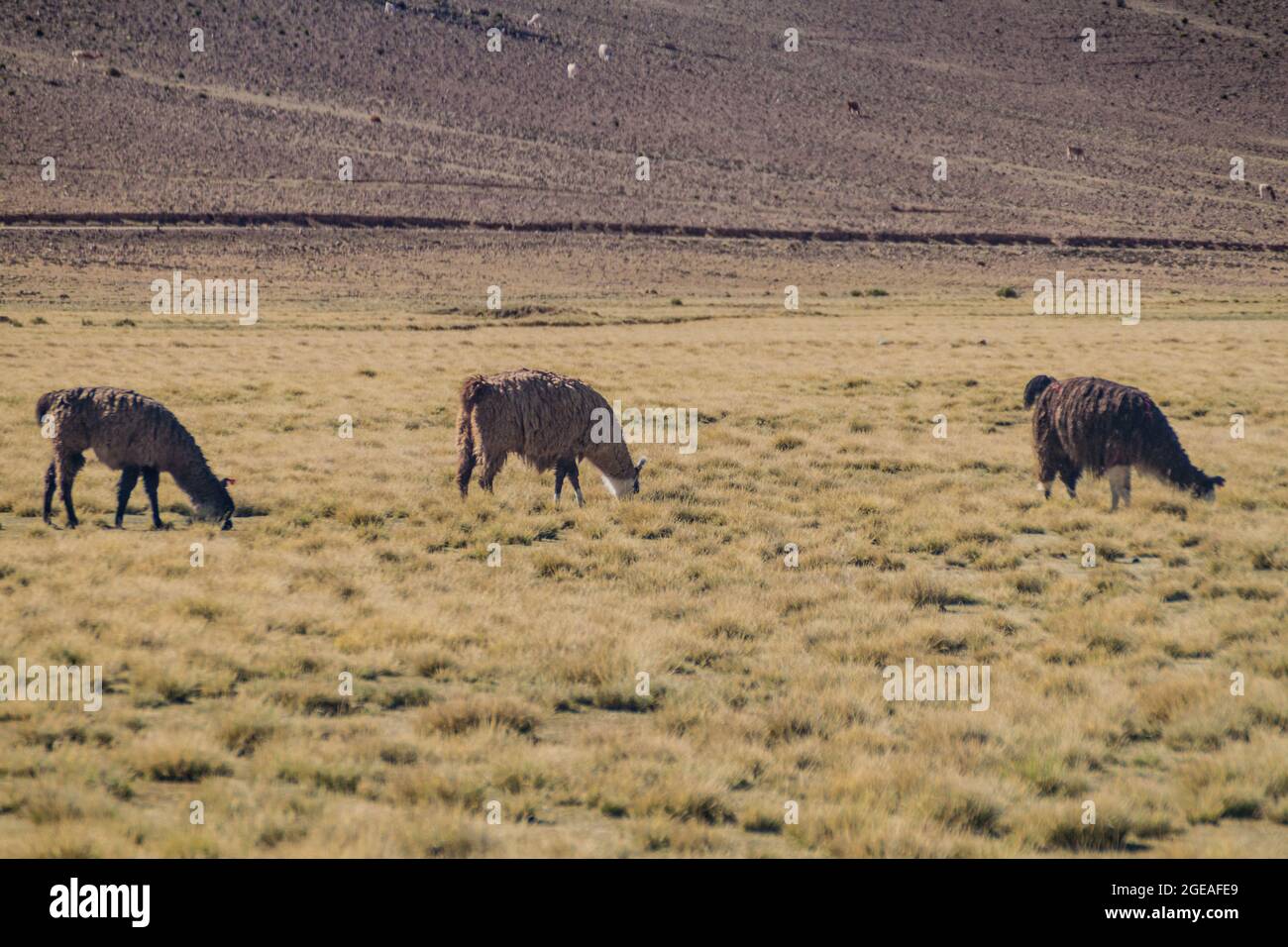 Troupeau de lamas (alpacas) dans la région d'Aguanapampa, à l'Altiplano bolivien Banque D'Images