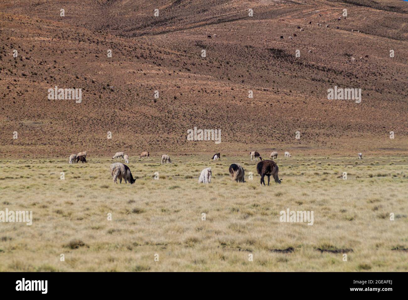 Troupeau de lamas (alpacas) dans la région d'Aguanapampa, à l'Altiplano bolivien Banque D'Images