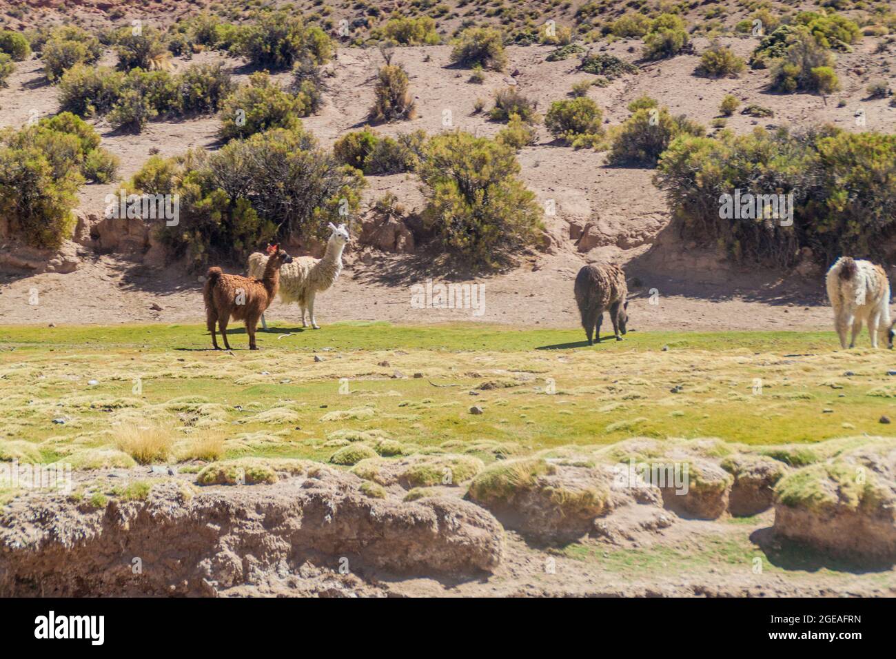 Troupeau de lamas (alpacas) dans la région d'Aguanapampa, à l'Altiplano bolivien Banque D'Images