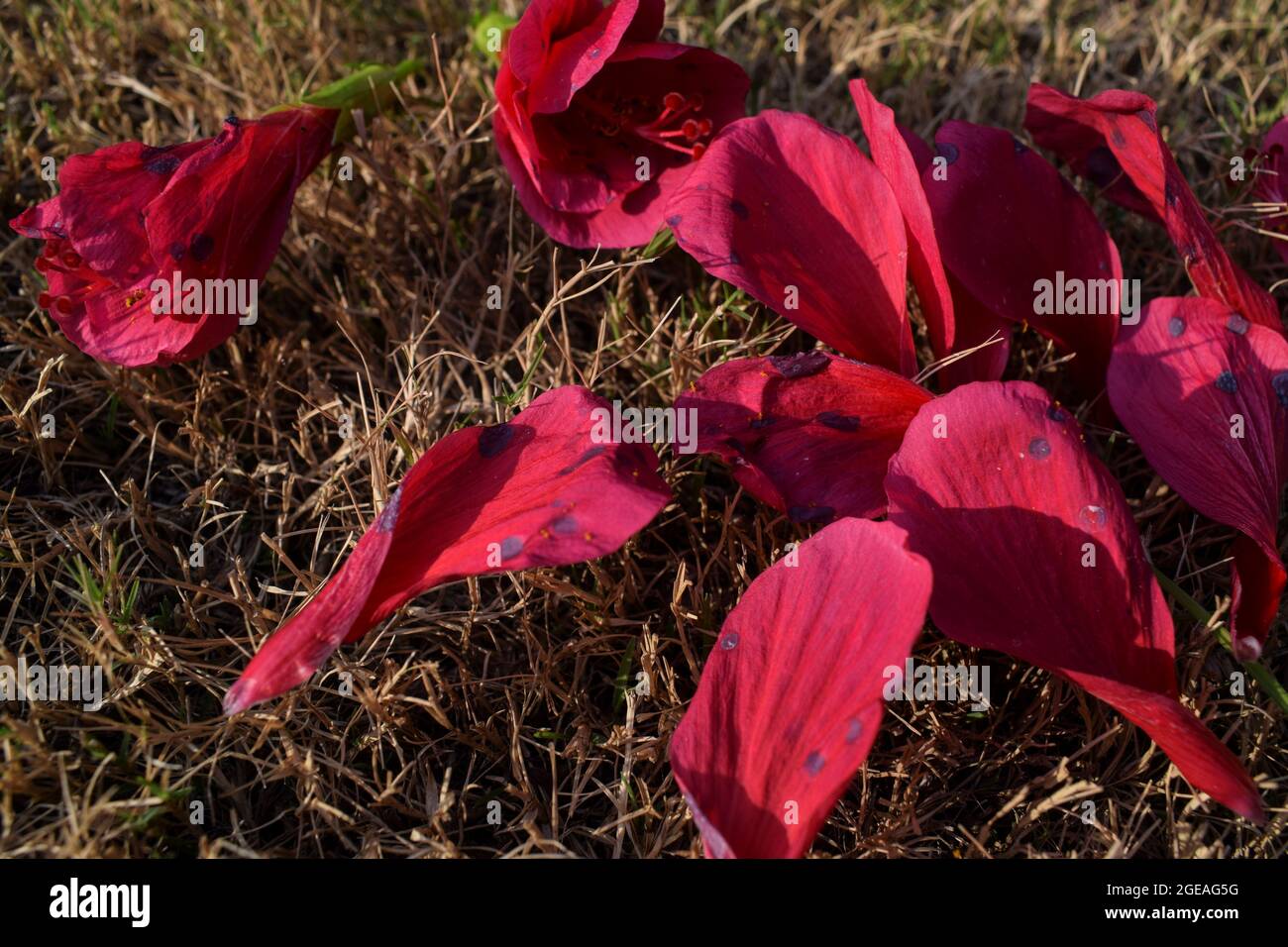 Hibiscus ou fleurs de chaussures pétales infectés par des taches rondes noires en raison de fongicides ou insectes champignons Banque D'Images