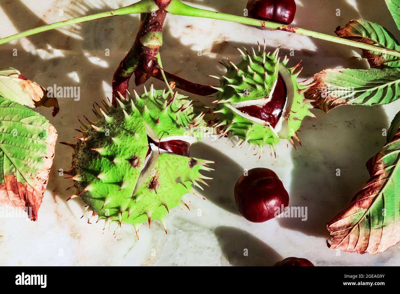 Châtaignier épineux sur une table en marbre. Gros plan sur le châtaignier. Plantes ornementales pour le jardin dans un fleuriste Banque D'Images