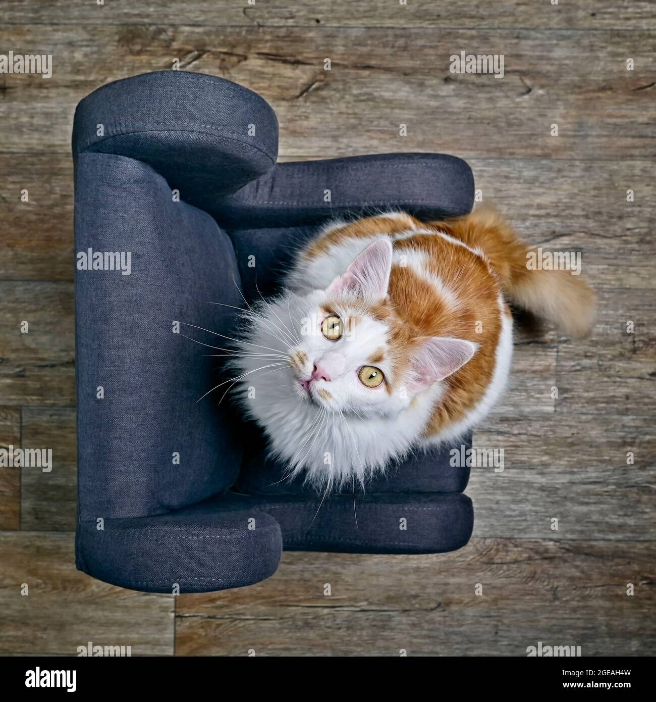 Chat Drole Assis Sur Un Fauteuil Et Regardant Curieux Jusqu A La Camera Vue Grand Angle Avec Mise Au Point Selective Photo Stock Alamy Chat Drole Assis Sur Un Fauteuil Et Regardant Curieux Jusqu A La Camera Vue Grand Angle Avec Mise Au Point Selective Photo Stock Alamy