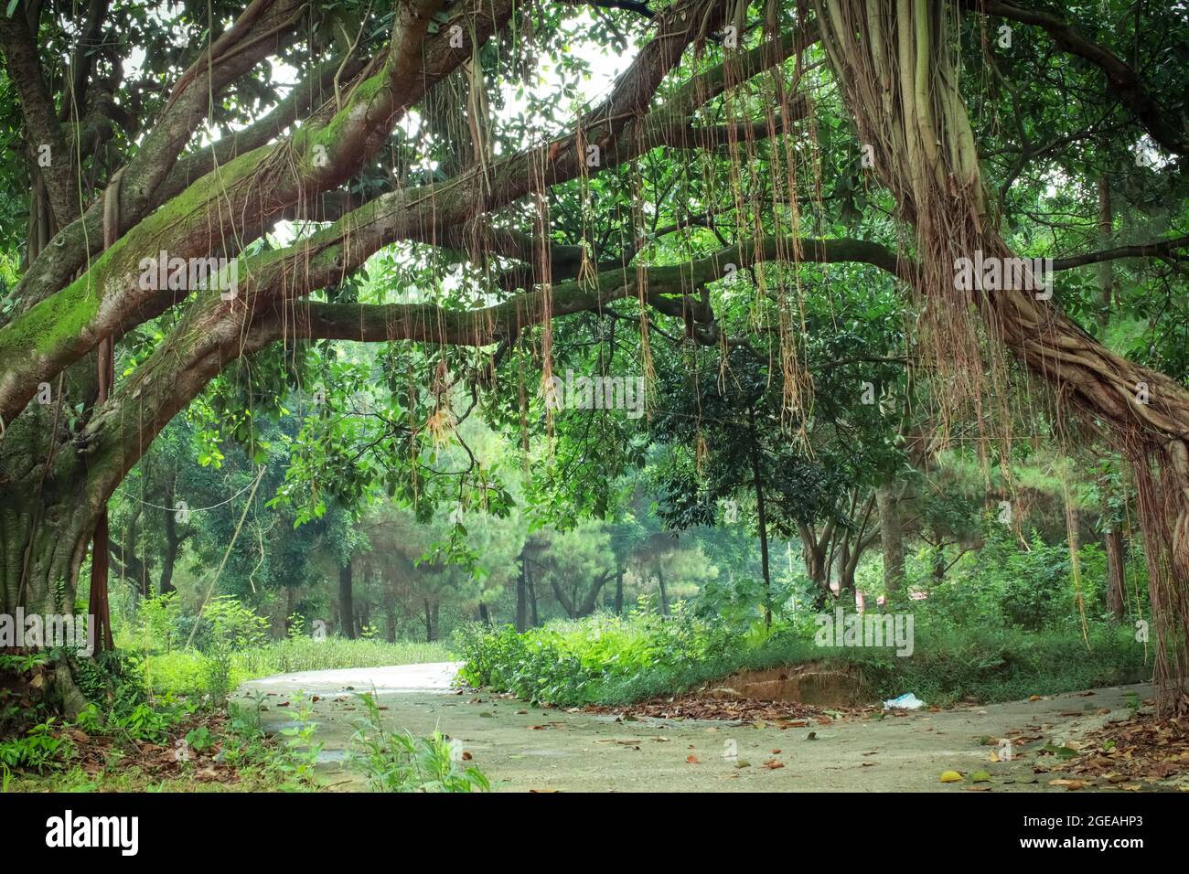 l'ancien banyan tree sous la montagne Banque D'Images