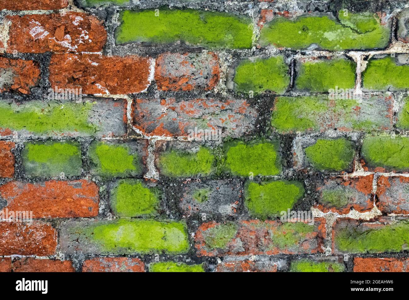 Section colorée de briques dans un vieux pont ferroviaire sur le sentier Tarka montrant le contraste de couleur des algues vertes et des briques rouges victoriennes. Banque D'Images