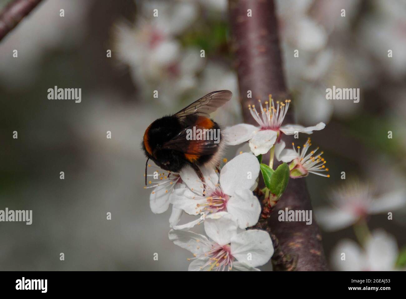 Bourdon collectant le nectar des cerisiers en fleurs. Banque D'Images