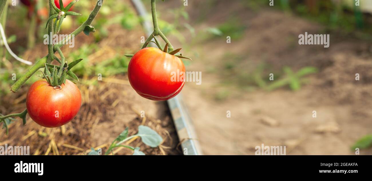 Légumes de tomate cultivés à la maison en serre. Culture de légumes. Agriculture, jardinage concept - image Banque D'Images