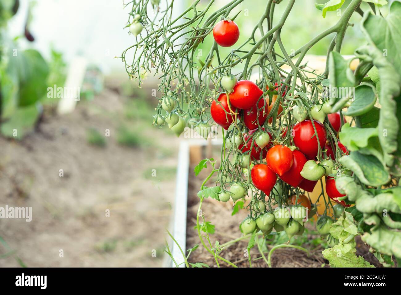 Tomates rouges mûres accrochées à la vigne en serre. Faire pousser une tomate dans une serre à la maison - image Banque D'Images