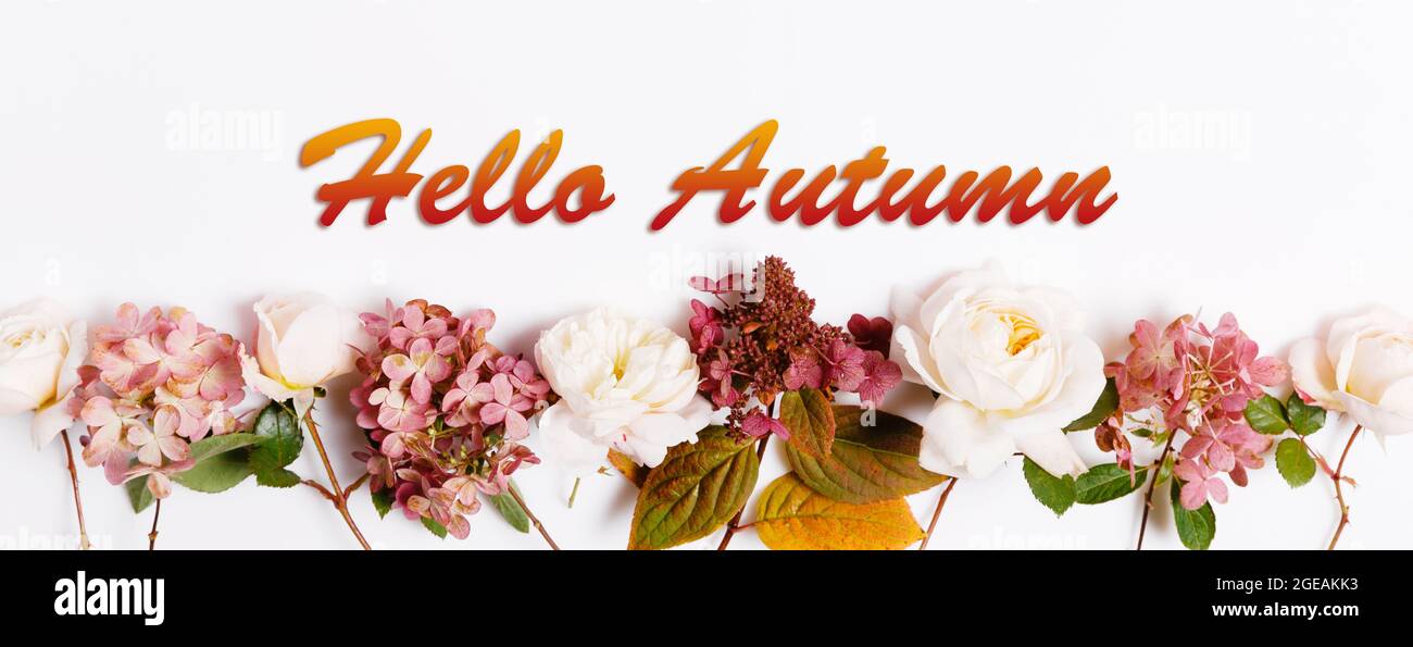 Bonjour papier peint d'automne, fond d'écran d'automne avec rose bordeaux et hortensia Banque D'Images