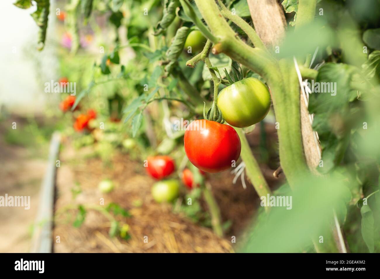 Légumes de tomate granique en serre. Culture de légumes. Agriculture, jardinage concept - image Banque D'Images
