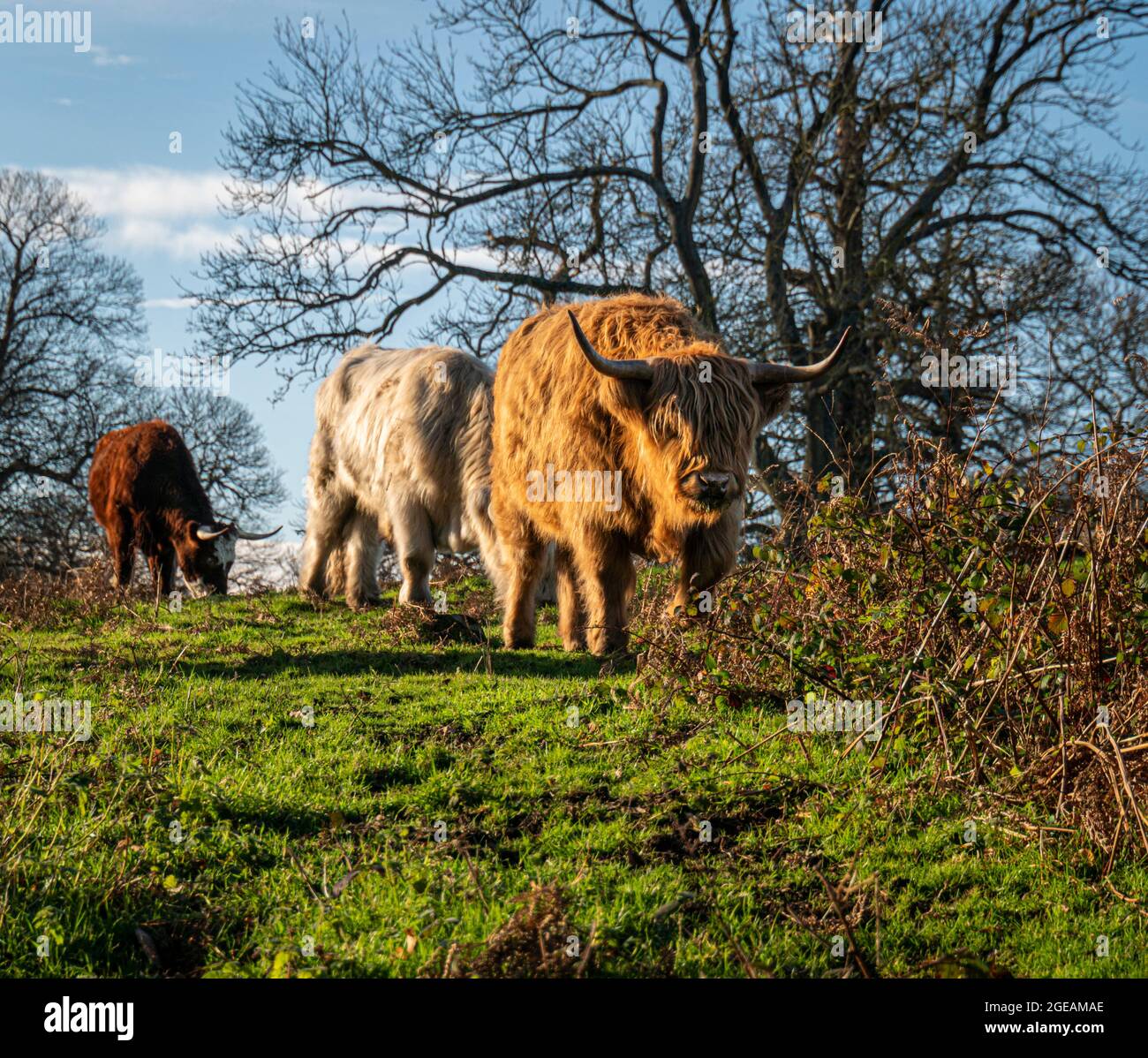 Vaches des Highlands broutant dans la campagne du Kent, Royaume-Uni Banque D'Images