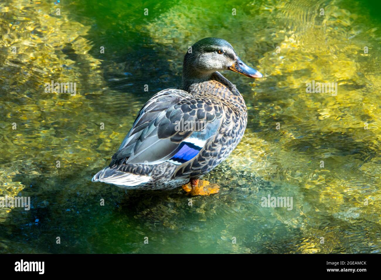 Un mâle dans l'eau d'une rivière un été Banque D'Images