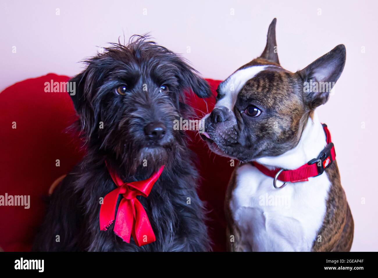Deux petits chiens qui ressemblent à des personnes amoureuses le jour de la Saint-Valentin sur fond d'un grand coeur rouge Banque D'Images