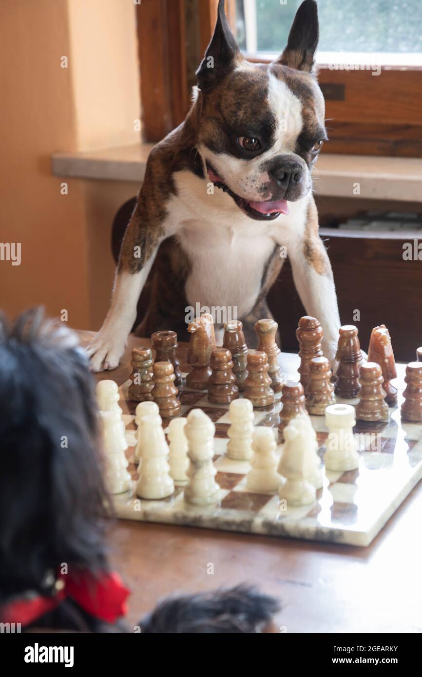 deux chiens français bulldog et schnauzer jouent aux échecs comme les gens Banque D'Images