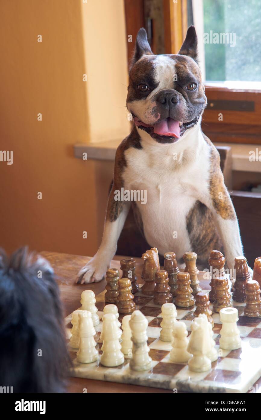 deux chiens français bulldog et schnauzer jouent aux échecs comme les gens Banque D'Images