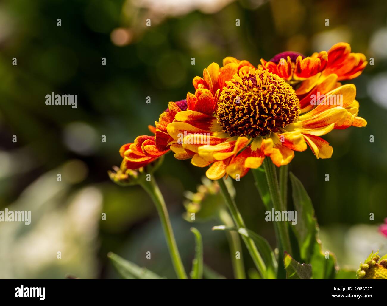 Helenium Autumnale Mariachi «Fuego» Banque D'Images