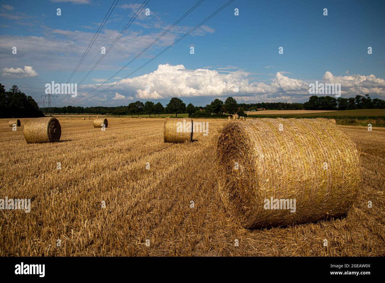 Balles de paille après la récolte du grain Banque D'Images