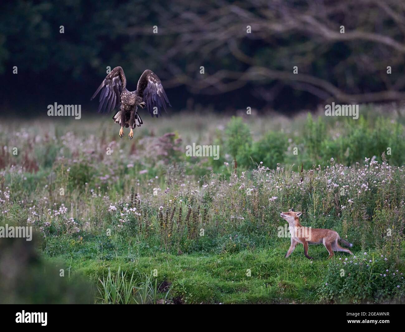 L'aigle à queue blanche et le renard roux en face Banque D'Images