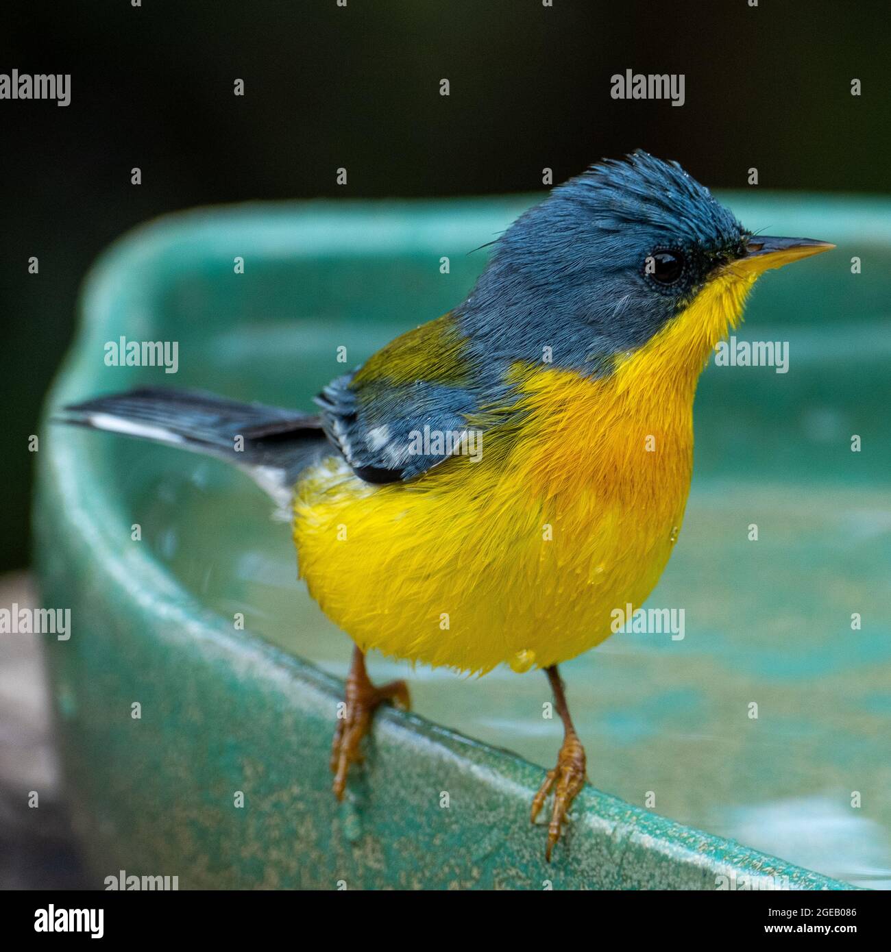 Le Parula tropical (Setophaga pitiayumi) est un petit verrulaire du Nouveau monde. C'est un petit oiseau de passereau. Banque D'Images