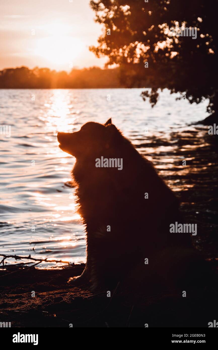 Portrait d'un jeune chien finlandais de Lapphund assis au lac au coucher du soleil Banque D'Images