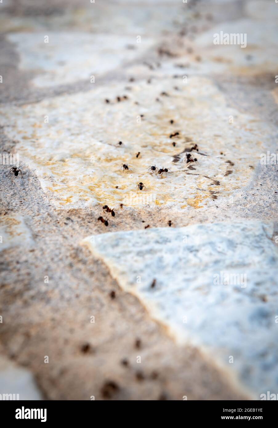 Une colonie d'fourmis marchant en ligne. Banque D'Images