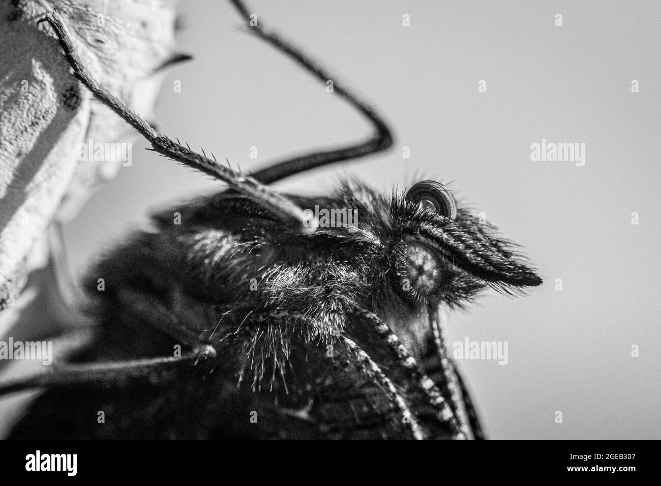 Nouveau papillon de paon, aglais io, curling proboscis reposant sur une coquille de cocon vide Banque D'Images